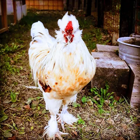 Campo Rosso * Civitella di Romagna