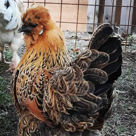 Κατάλυμα σε φάρμα Campo Rosso *