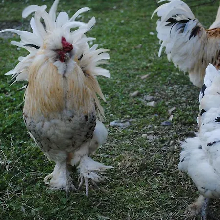 Campo Rosso Civitella di Romagna