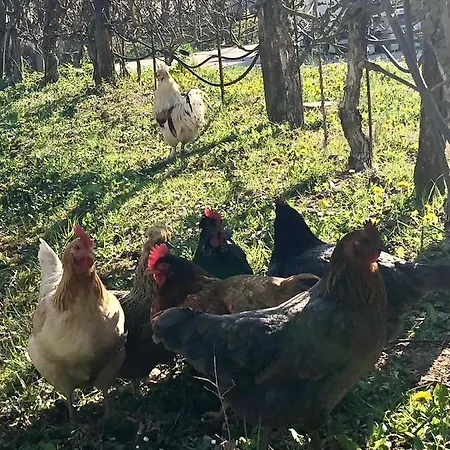 Campo Rosso Κατάλυμα σε φάρμα Civitella di Romagna