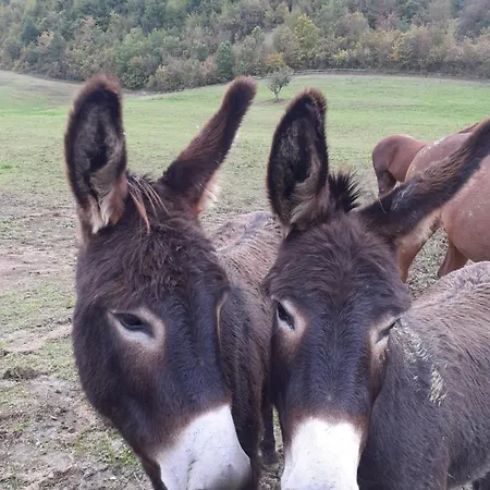 Campo Rosso ファームステイ Civitella di Romagna