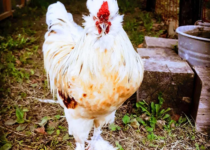 Campo Rosso * Civitella di Romagna
