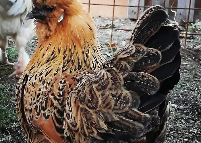 Lantgård Campo Rosso *