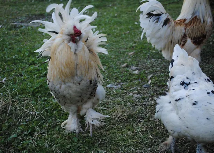 Campo Rosso Civitella di Romagna