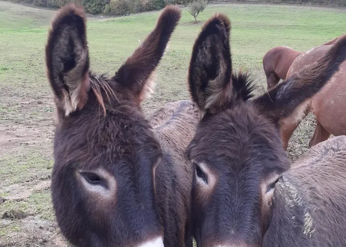 Campo Rosso Lantgård Civitella di Romagna